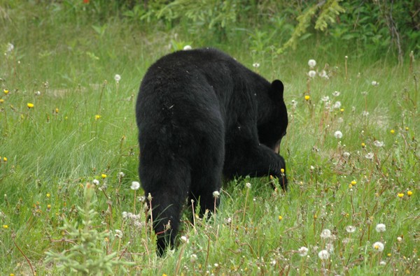 Black Bear